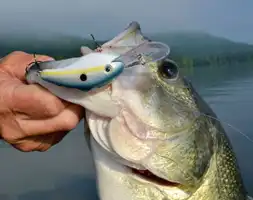 Vancouver Island Largemouth Bass Fishing Seasonn